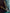 flower_279