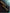 flower_278