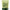 Carbamide Forte Organic Moringa Leaf Powder - Distacart