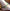 flower_289