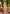 Sangam Prints Multi Color Kanjivaram Silk Woven Work Traditional Saree