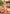 Sangam Prints Multi Color Kanjivaram Silk Woven Work Traditional Saree