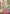 Sangam Prints Multi Color Kanjivaram Silk Woven Work Traditional Saree