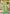 Sangam Prints Multi Color Kanjivaram Silk Woven Work Traditional Saree