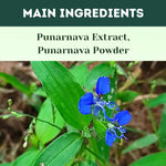 Thumbnail for Herbal Hills Ayurveda Punarnavahills Capsules - Distacart