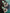 flower_272