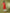 Myshka Women's Red Printed Cotton Blend Straight Party Kurta Set - Distacart