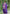 Prazu Fashion Violet Chinon Silk Sequence Embroidered Sharara Suit