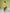 Janasya Straight Cotton Cambric Yellow Ethnic Motifs Round Neck Tunic - Distacart
