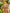 Janasya Bright Cotton Floral Tiered Dress