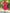 Janasya Bright Dobby Chiffon Self Design Fit & Flare Dress