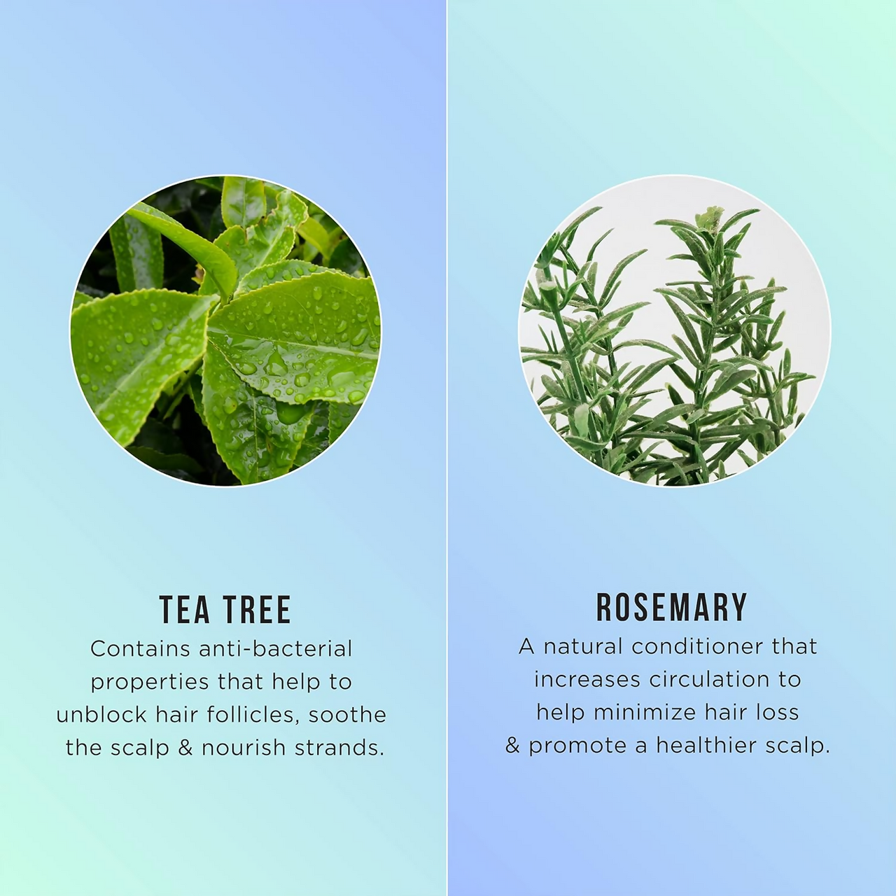 HASK Tea Tree Oil & Rosemary 5-In-1 Leave In Spray - Distacart