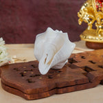 Thumbnail for Sri Rudra Blowing Shank Big (SR 03095) - Distacart