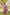 Vastranavya Boutique Collection Kanjivaram Soft Silk Saree With Unstitched Blouse - Dark_Peach - Distacart