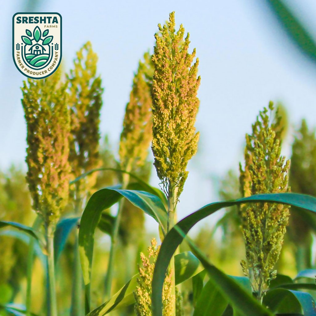 download - 2025-09-02T110236.007