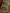 flower_268