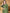 Anouk Green Ethnic Motifs Yoke Design Sequined Straight Kurta with Trouser & Dupatta - Distacart