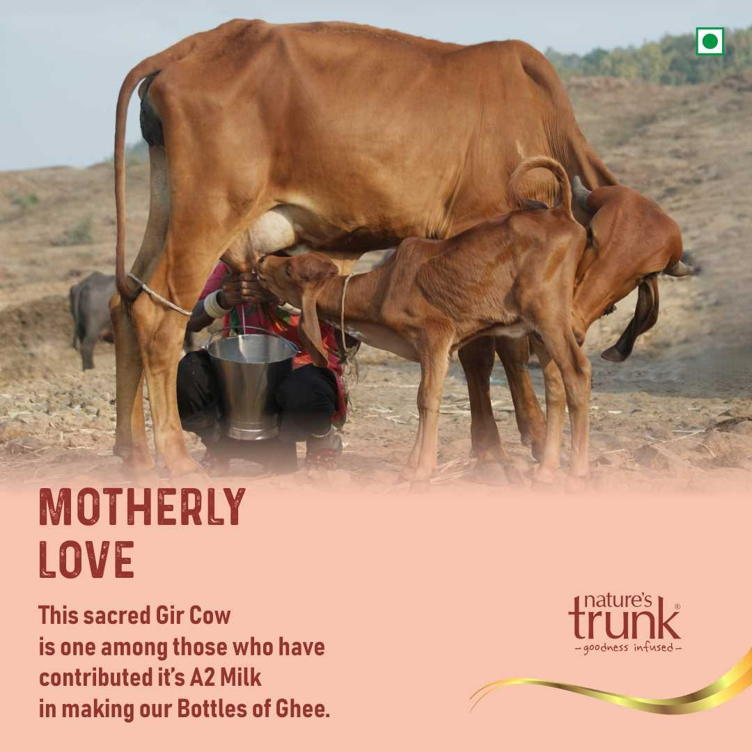 Nature's Trunk A2 Gir Cow Ghee - A2 Desi Gir Cow Ghee, Desi Ghee, Pure A2 Cow Ghee, free-grazing Grass-fed A2 Desi Ghee - Distacart