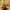 Vellanki Foods - Grated Mango Pickle / Mango Pickle / Slice Pickle - Distacart