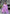 Ashwini45008D