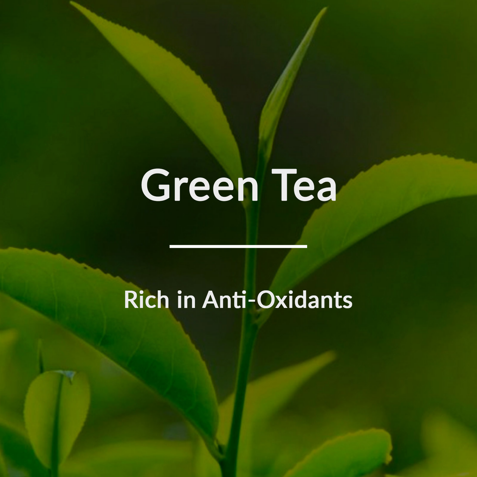 Lotus Botanicals Natural Green Tea Hydradetox Clarifying Face Wash - Distacart