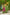 DEIANA'S Jacquard With Jari Lining With Print Lehenga Choli - Yellow