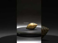 Brass Shankha - Divine Conch Shell for Spiritual Ceremonies and Blessings