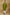 Bluesaanchi Men's Sunshine Handwoven Embroidered Apple Green Kurta Set - Distacart