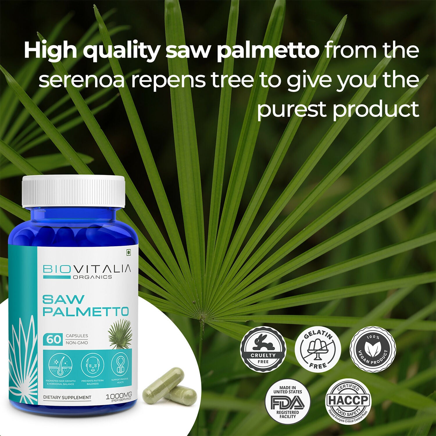 Saw Palmetto_7