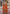 Vegaa Fashion Orange Chinon Silk Embroidered Designer Palazzo Suit