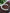 flower_316