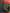 flower_223