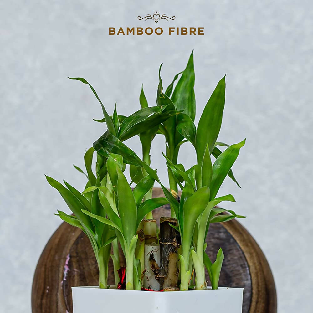 Pee Safe Organic Cotton Biodegradable Sanitary Pads-Quarterly Pack - Distacart