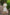Juniper Cream Silk Festive Embroidered Straight Kurta For Women - Distacart