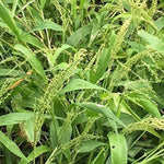 Thumbnail for Freshon Browntop Millet