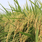 Thumbnail for Murmura - Puffed Rice Double Filtered