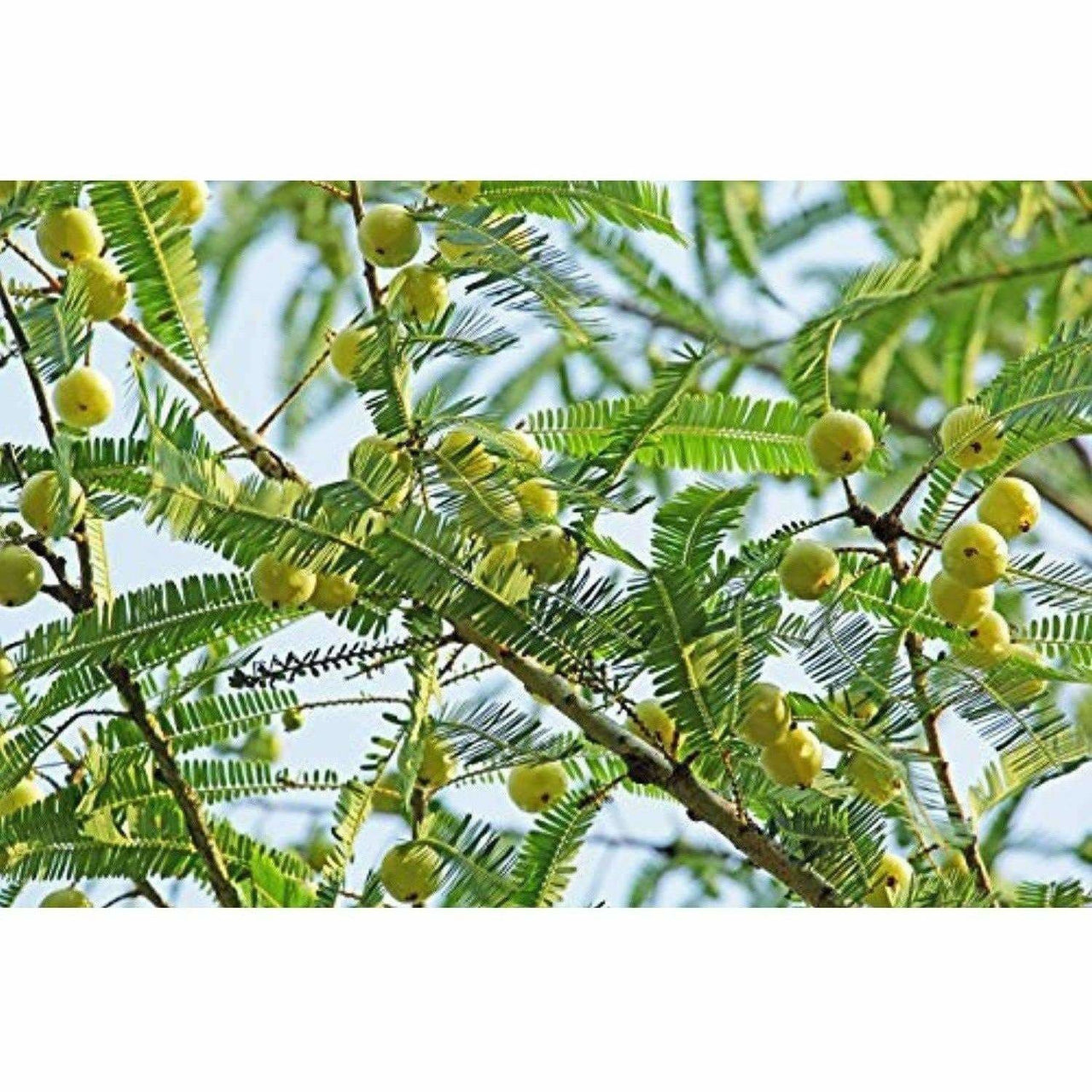 Mesmara Herbal Amla Powder 125 g - Distacart