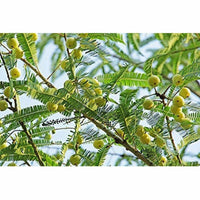 Thumbnail for Mesmara Herbal Amla Powder 125 g - Distacart