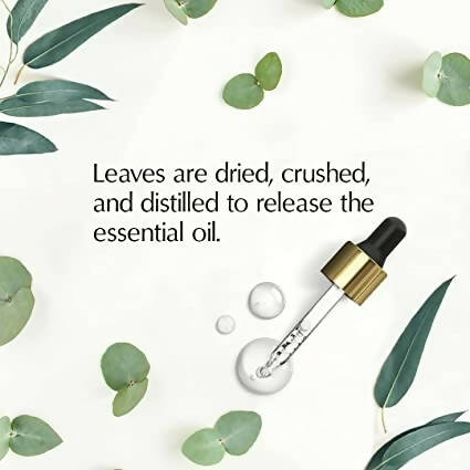The Beauty Co. Eucalyptus Essential Oil - Distacart