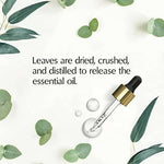 Thumbnail for The Beauty Co. Eucalyptus Essential Oil - Distacart