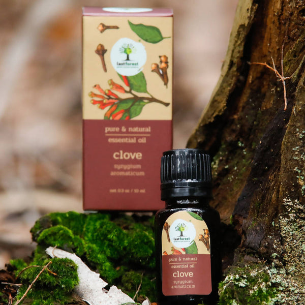 Lastforest Therapeutic Essential Oil Clove - Distacart