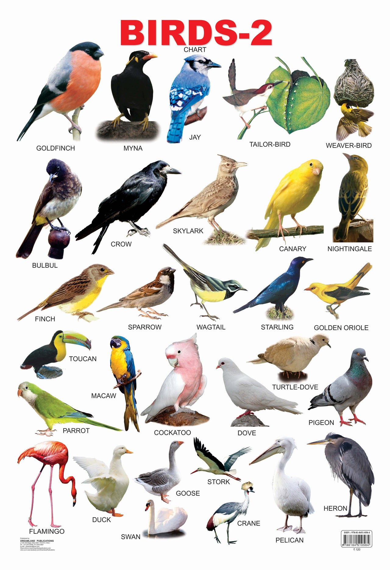 Dreamland Publications Educational Chart for Kids - Birds-2 - Distacart