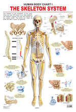 Thumbnail for Dreamland Publications Educational Chart for Kids - The Skeletal System - Distacart