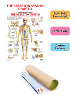 Thumbnail for Dreamland Publications Educational Chart for Kids - The Skeletal System - Distacart