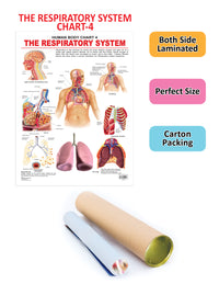 Thumbnail for Dreamland Publications Educational Chart for Kids - The Respiratory System - Distacart