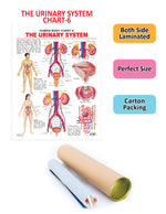 Thumbnail for Dreamland Publications Educational Chart for Kids - The Urinary System - Distacart