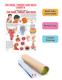 Thumbnail for Dreamland Publications Educational Chart for Kids - The Nose, Throat & Neck - Distacart