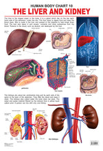 Thumbnail for Dreamland Publications Educational Chart for Kids - The Liver & Kidney - Distacart