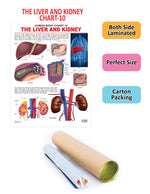 Thumbnail for Dreamland Publications Educational Chart for Kids - The Liver & Kidney - Distacart