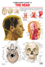 Thumbnail for Dreamland Publications Educational Chart for Kids - The Head - Distacart